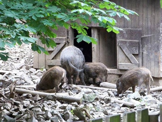 Malá lesní Zoo Zbraslav