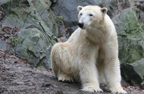 Mezinárodní den ledních medvědů Zoo Brno