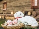 Velikonoce plné tradic i hýčkání na Valašsku