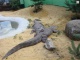 Fotopark Krokodýl