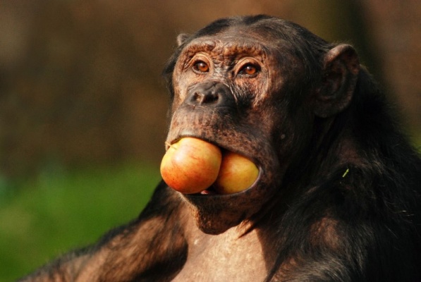 Zahájení komentovaného krmení zvířat v ZOO Ostrava