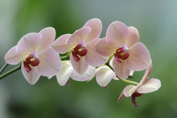 Kvetoucí orchideje
