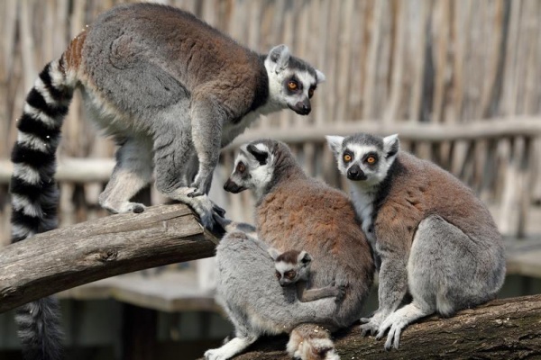 Zoo Ohrada Hluboká nad Vltavou 