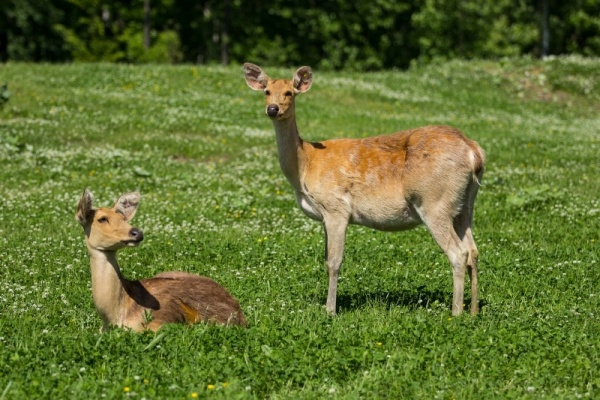 Safari v Zoo Ostrava