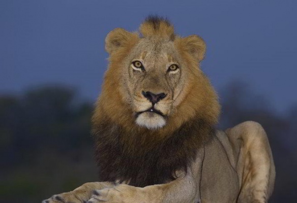 Večerní safari v Zoo Dvůr Králové