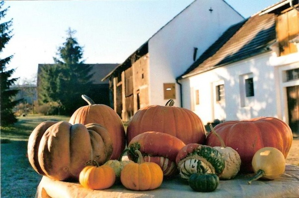 Dýňová farma a bludiště v Bykoši