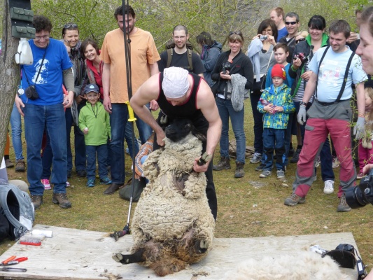 Stříhání oveček v Lamacentru