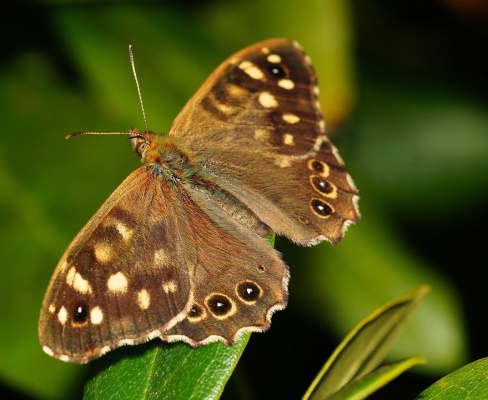 Galerie motýlů a brouků v Hukvaldech