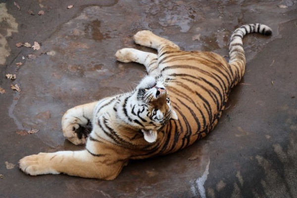 Silvestr a Nový rok v  Zoo Plzeň 