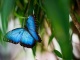Papilonia – největší motýlí dobrodružství v Praze!