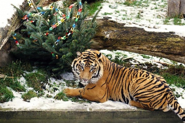 Štědrý den a vánoční svátky v Zoo Praha