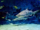 Noční prohlídka s krmením žraloků v Mořském světě