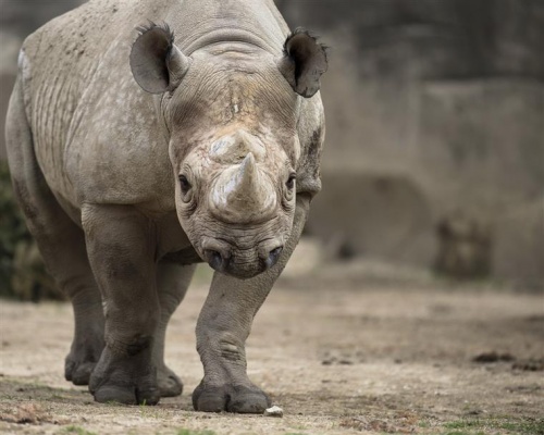 Za vysvědčení do Zoo Dvůr Králové za 10 korun