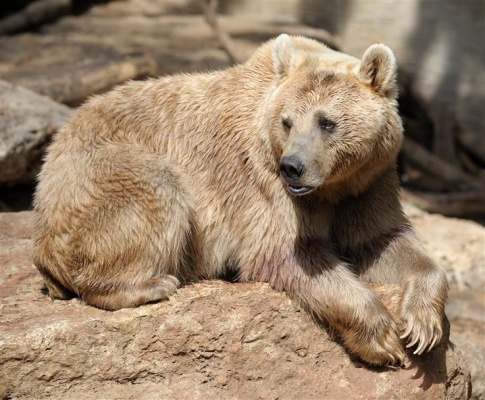 Probuďte medvědy ze zimního spánku v zooparku Chomutov