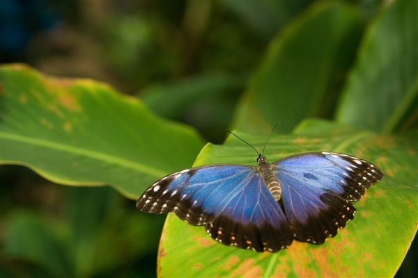 Lehkost motýlích křídel - tropičtí motýli ve Fata Morganě