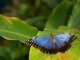 Lehkost motýlích křídel - tropičtí motýli ve Fata Morganě