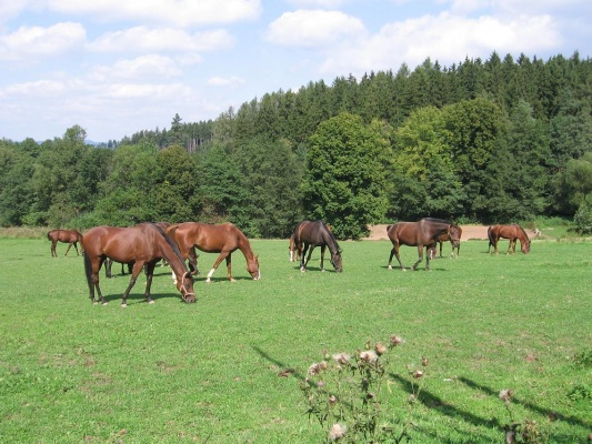 Farma Ch - Cetkovice