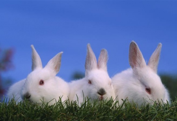 Podjizerská výstava králíků, holubů, drůbeže s expozicí teddy králíčků