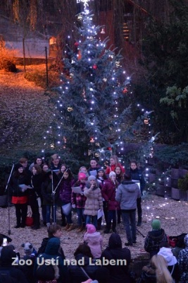 Rozsvícení vánočního stromu v ZOO