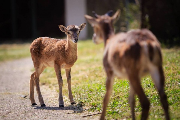 Den mláďat v Zookoutku Malá Chuchle