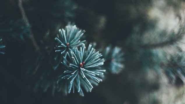 Rozsvícení vánočního stromu Jihlava