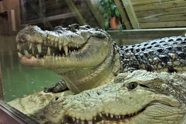 Golem show a krmení krokodýlů