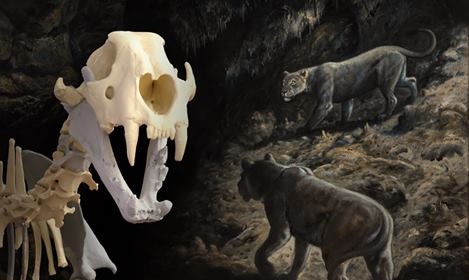 Jeskynní LEV - výstava jeskynní paleontologie 