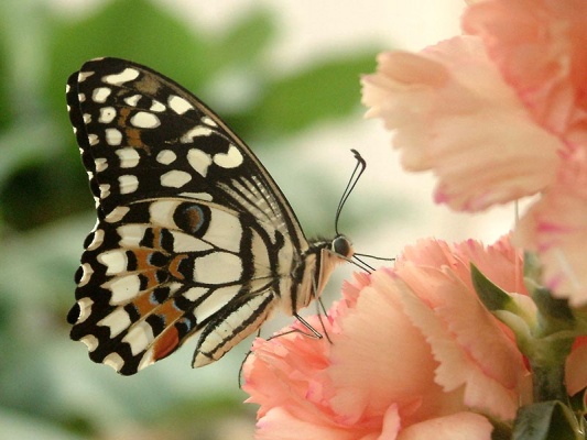 Schmetterlings Jonsdorf - Motýlí dům