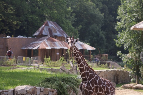 Mezinárodní den žiraf a večerní prohlídka v Zoo Jihlava