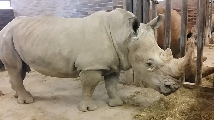 Světový den nosorožců - Zoo Dvůr Králové nad Labem