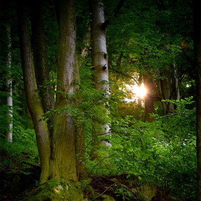 Den za obnovu lesa – Moravskoslezský kraj - Šilheřovice