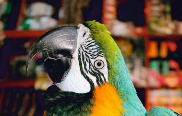 Okresní výstava okrasného ptactva a kanárů