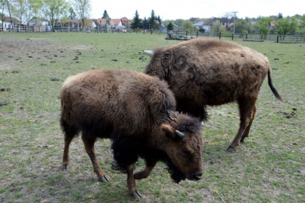 Výběh bizonů amerických