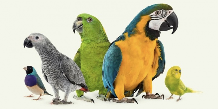 Setkání chovatelů exotického ptactva